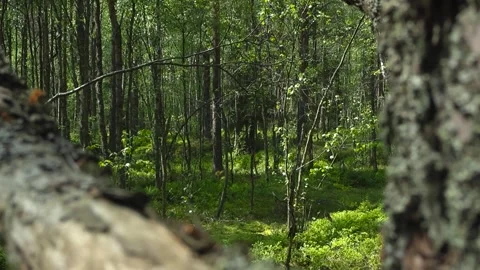 Rack focus from lichen covered bark to dense summer forest 動画素材 344855493