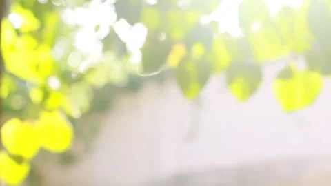 Rack Focus to Light Green Tree Leaves on a Bright Sunny Day Stock Footage 185093454