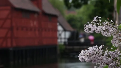 Rack focus from light pink flowers to red barn and watermill Stock Footage 89588308
