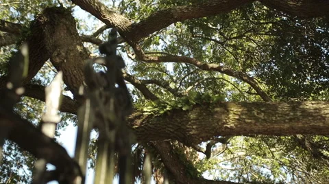 Rack focus from live oaks to old iron work-Charleston Stock Footage 60925671