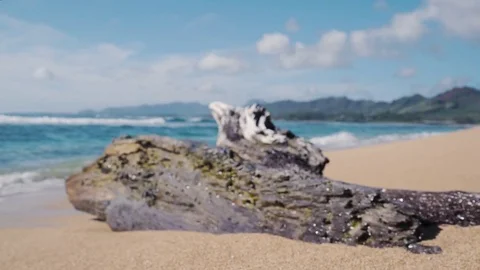 Rack Focus to a log on a Beach in Kauai, Hawaii Video stock 82589007