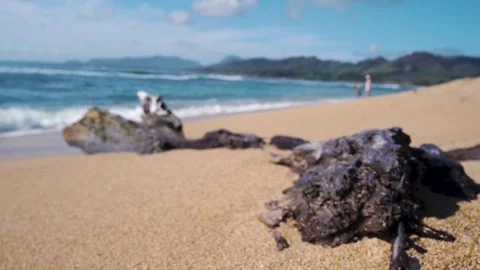 Rack Focus to Log on Beach in Kauai, Hawaii Stock-Footage 82589189