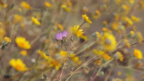 Rack focus from a lone pink Desert Five-Spot wildflower to yellow wildflowers 스톡 동영상 130481756