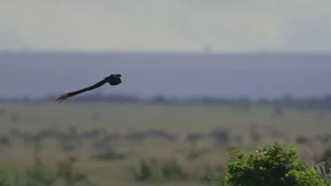 Rack focus of a long-tailed widowbird flying to a tree top. Stock Footage 261028198