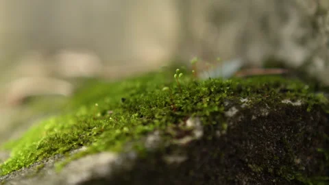 Rack focus on lush green moss growing on a rock with shallow depth of field Stock Footage 346546573