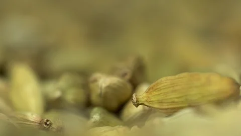Rack focus macro Cardamom Pods isolated close up Stock Footage 119119928