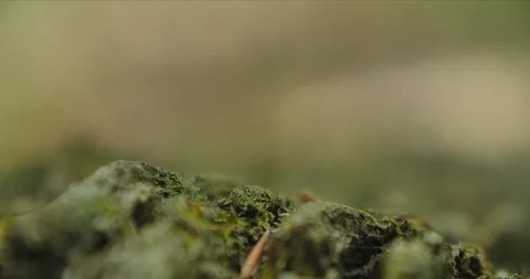 Rack Focus Macro on Tree Bark on a Log in the Forest Vídeo Stock 96751056