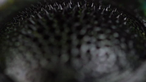 Rack focus as magnetic ferrofluid ripples and spirals with spikes Stock Footage 63881775