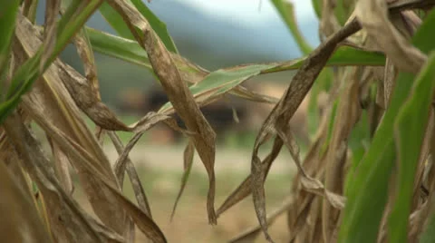 Rack focus maize to diary cows. Stock Footage 22938509