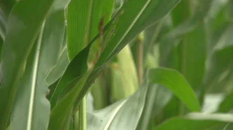 Rack focus of maize ready to harvest for silage. Stock Footage 22931063