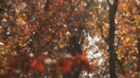 Rack focus to many falling leaves Stock Footage 8983815