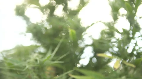Rack focus on Marijuana plant Vídeo Stock 37269406
