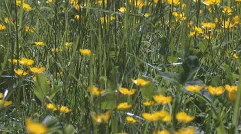 Rack focus on meadow flowers Stock-Footage 8954593