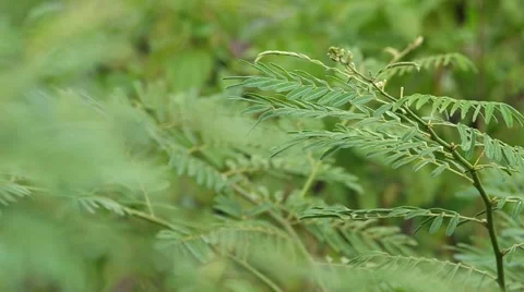 Rack focus of the mimosa shoot 스톡 동영상 52527090