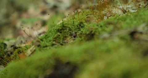 Rack Focus of Moss all over a Fallen Log in Mammoth Cave National Park Stock Footage 96751026