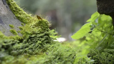 Rack focus moss and depth of field green background. 스톡 동영상 79744173