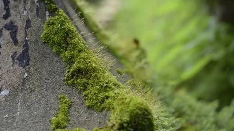 Rack focus moss and depth of field green background. Stock Footage 79746222