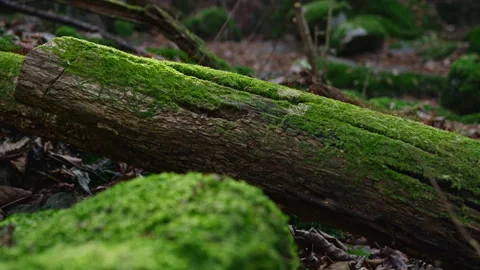 Rack focus on moss-covered fallen log in forest on Mount Ōtake, Japan Stock Footage 319622063