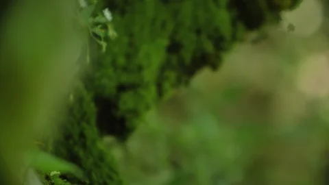 Rack Focus on a Moss Covered Rock Formation in a Forest in a National Park Stock Footage 96751057