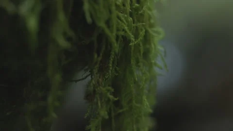 Rack focus from moss to forest creek Stock-Footage 234847527