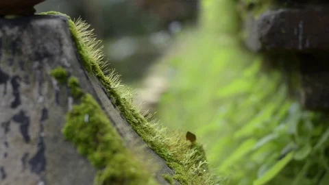 Rack focus moss pagoda in temple. Stock Footage 79747380