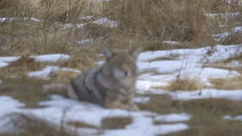 Rack Focus Mountain Coyote Resting in Grass Patches of Snow Stock Footage 122400540