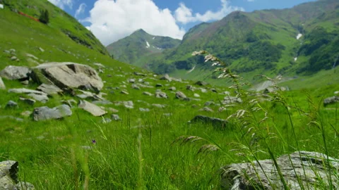 Rack Focus From Mountain Meadow to Grass Stock Footage 339407956
