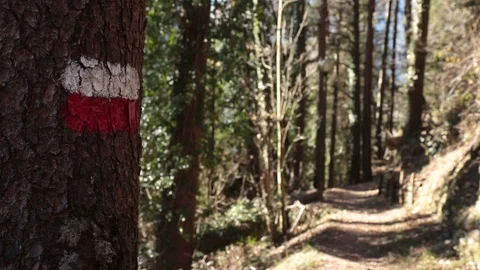 Rack focus on mountain path 動画素材 102444900