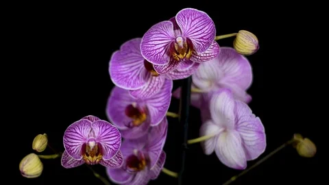 Rack focus moving focus on Beautiful Purple orchid flower Stock Footage 120419231