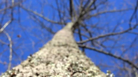 Rack focus nature tree Video stock 34368426