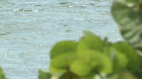 Rack Focus  from Ocean to Mangroves Stock Footage 24465647