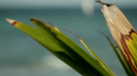 Rack focus to ocean sailboat Stock Footage 40976410