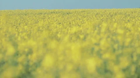 Rack Focus Oilseed Stock Footage 4767061