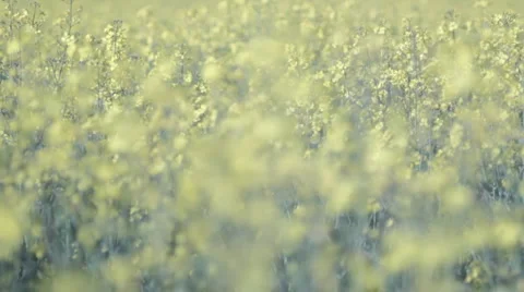 Rack Focus Oilseed Rape Stock Footage 4102386
