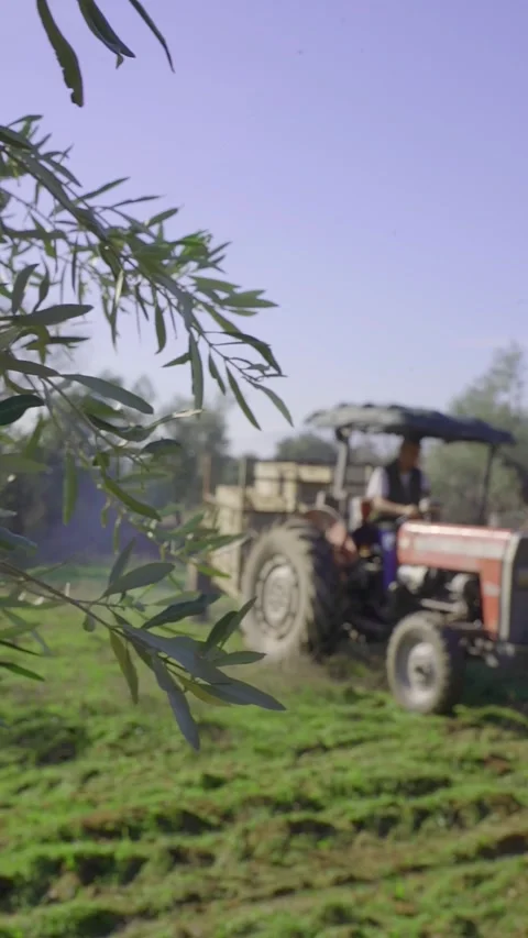 Rack Focus from Olive Branch to Tractor IZMIR, TURKEY DECEMBER 22, 2022 Видео 327903028