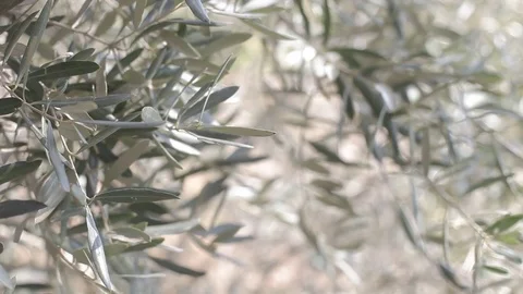 Rack focus of olive leaves Stock Footage 83466719