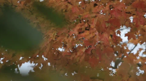 Rack focus from orange foliage to green leaves Stock Footage 27508330