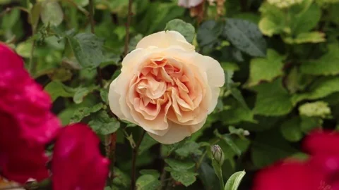 Rack focus on orange rose Stock Footage 77621702