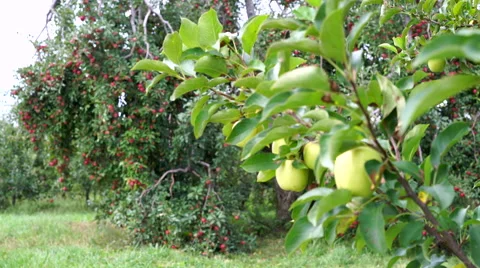 Rack Focus in Orchard between Red Apples and Golden Delicious on Trees Stock Footage 67886260