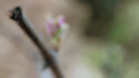 Rack focus outbreak Video stock 22716427