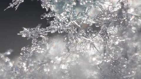 Rack focus over a tangle of snowflakes that is shivering in the wind Stock Footage 87528254