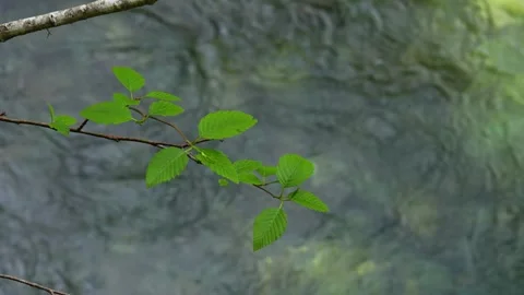 Rack focus overlooking crystal clear river and plant life 動画素材 344982813
