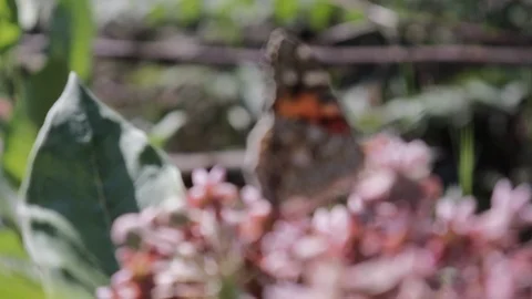 Rack Focus Of A Painted Lady Butterfly Resting On A Flower. Close Up. Stock Footage 112872957