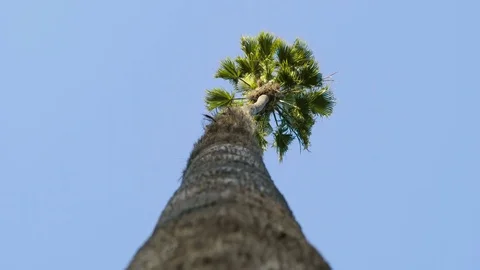 Rack Focus Up Palm Tree 動画素材 78490573