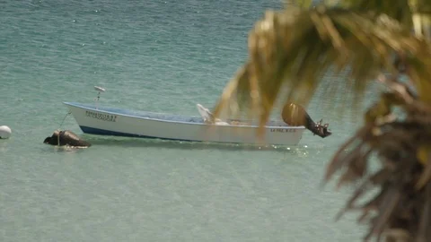 Rack focus palm tree to small boat in teal ocean water RED 4K slowmo Stock Footage 113846736