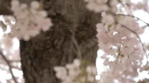 Rack Focus Pan of Cherry Blossom Trees Stock Footage 106208026