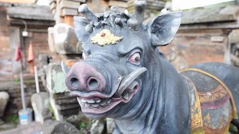 Rack focus on pigs face Stock Footage 96187873