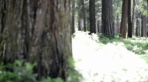 Rack Focus of Pine Forest Floor Stock Footage 24089077