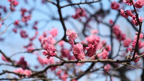 Rack Focus of Pink Cherry Blossoms on tree Stock Footage 104417951
