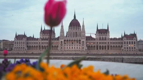 Rack Focus from Pink Flower to Hungarian Parliament Building, Budapest Vídeo Stock 335937224